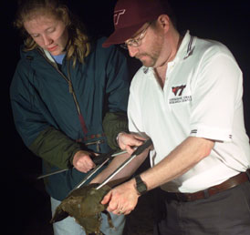 releasing crabs