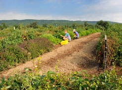 Jason Pall '06 at his farm, Glade Road Growing in Blacksburg 