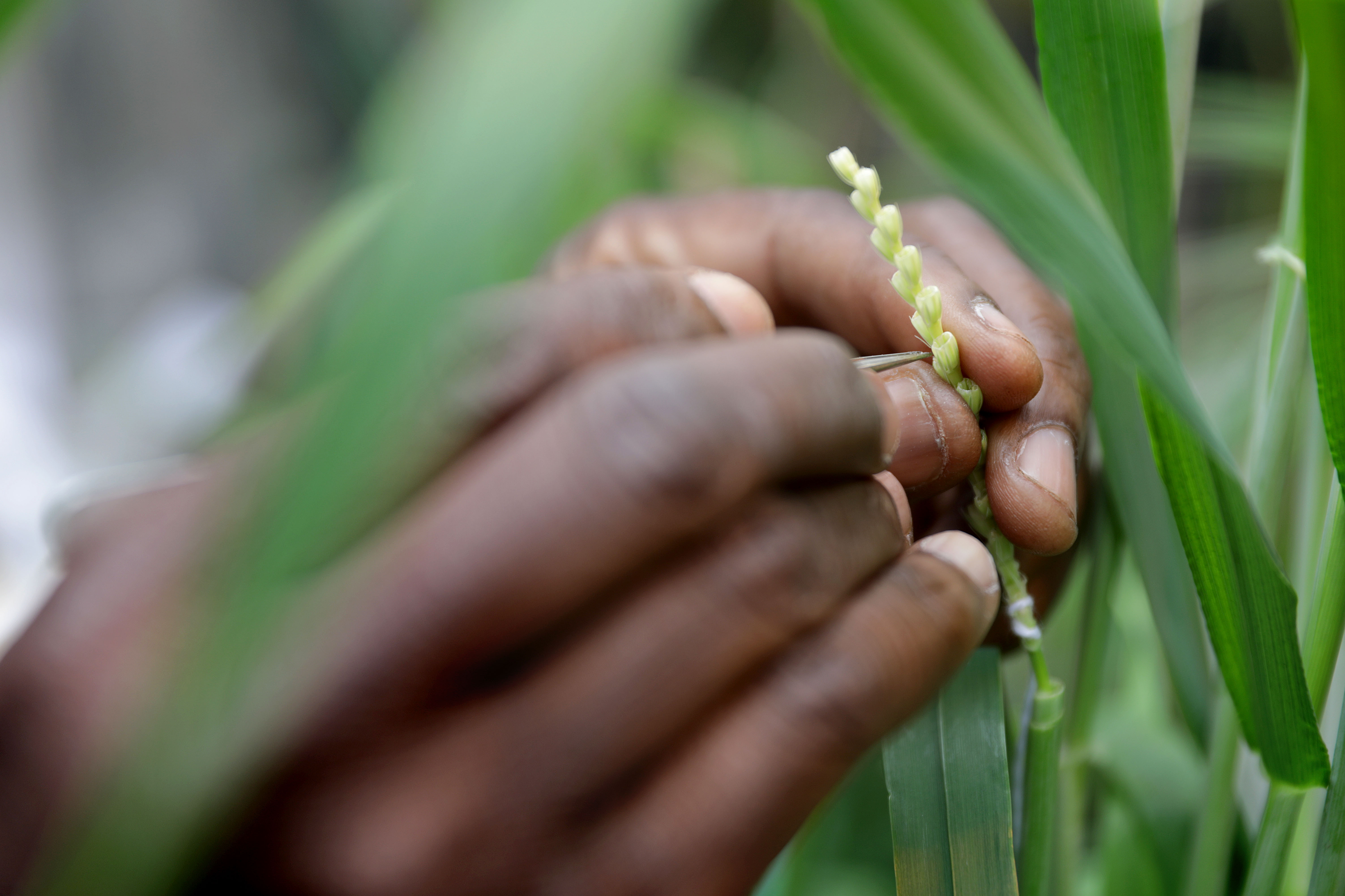 barley breeding by hand