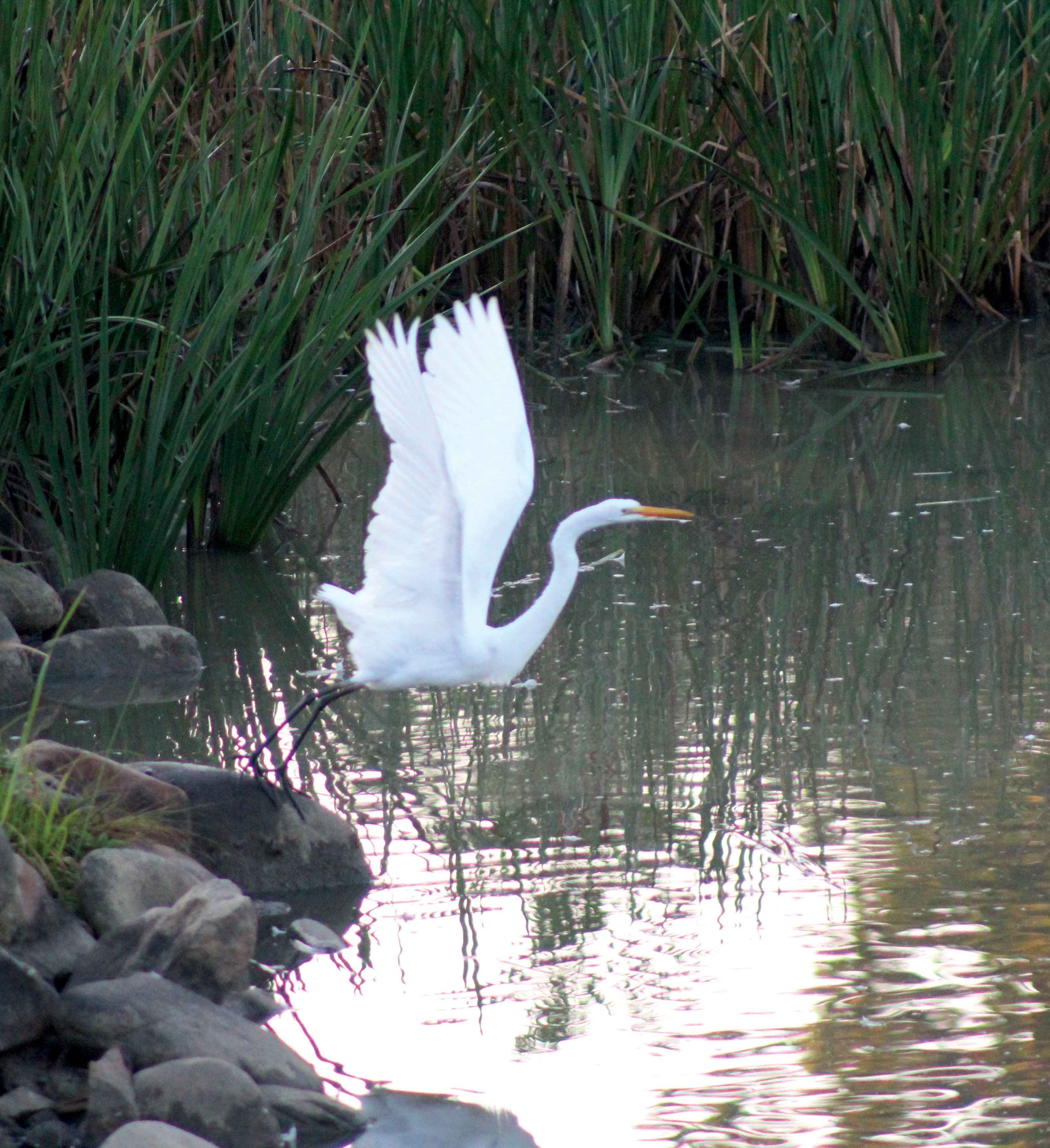 heron