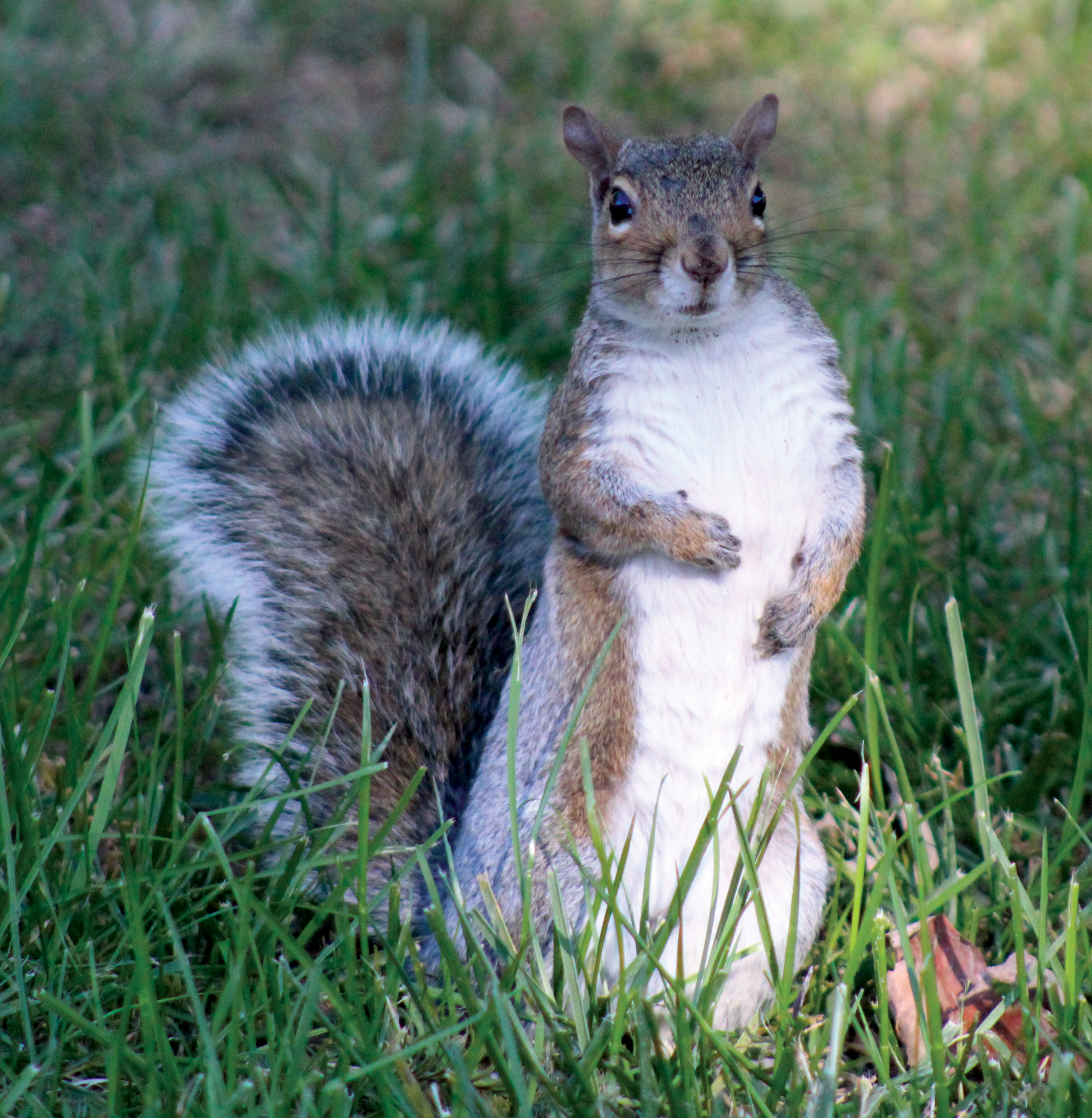 squirrel