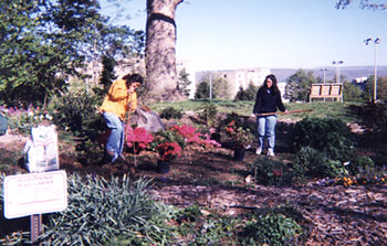 students working in garden