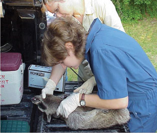 Jennifer McQuiston (biology '93; D.V.M. '97; M.S. molecular microbiology '98)