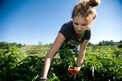 The Dining Services Garden at Kentland Farm provides fresh produce and herbs for several campus dining centers. Harvests are conducted by Student Farm Manager Chelsea Graves and groups of student volunteers.