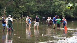 In September 2010, the Department of Fisheries and Wildlife Sciences released hatchery-reared freshwater mussels into the Clinch River in Russell County, Va. 