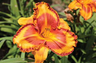 "VT Spirit" daylilly