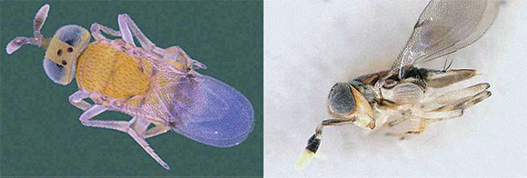 parasitic wasps