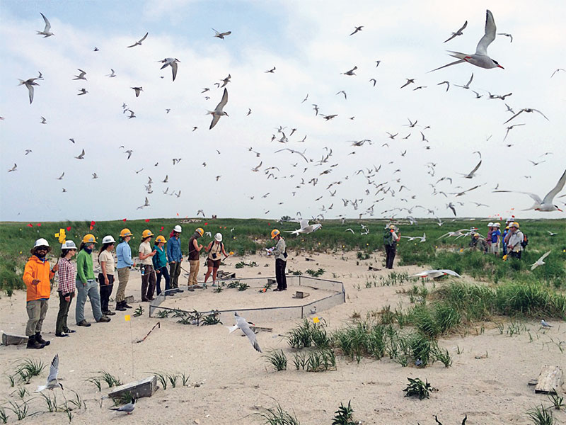 Monomoy National Wildlife Refuge