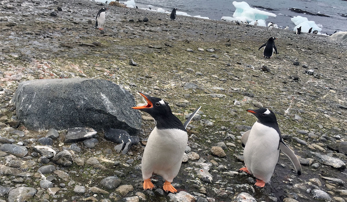 Virginia Tech Alumni Association trip to Antarctica