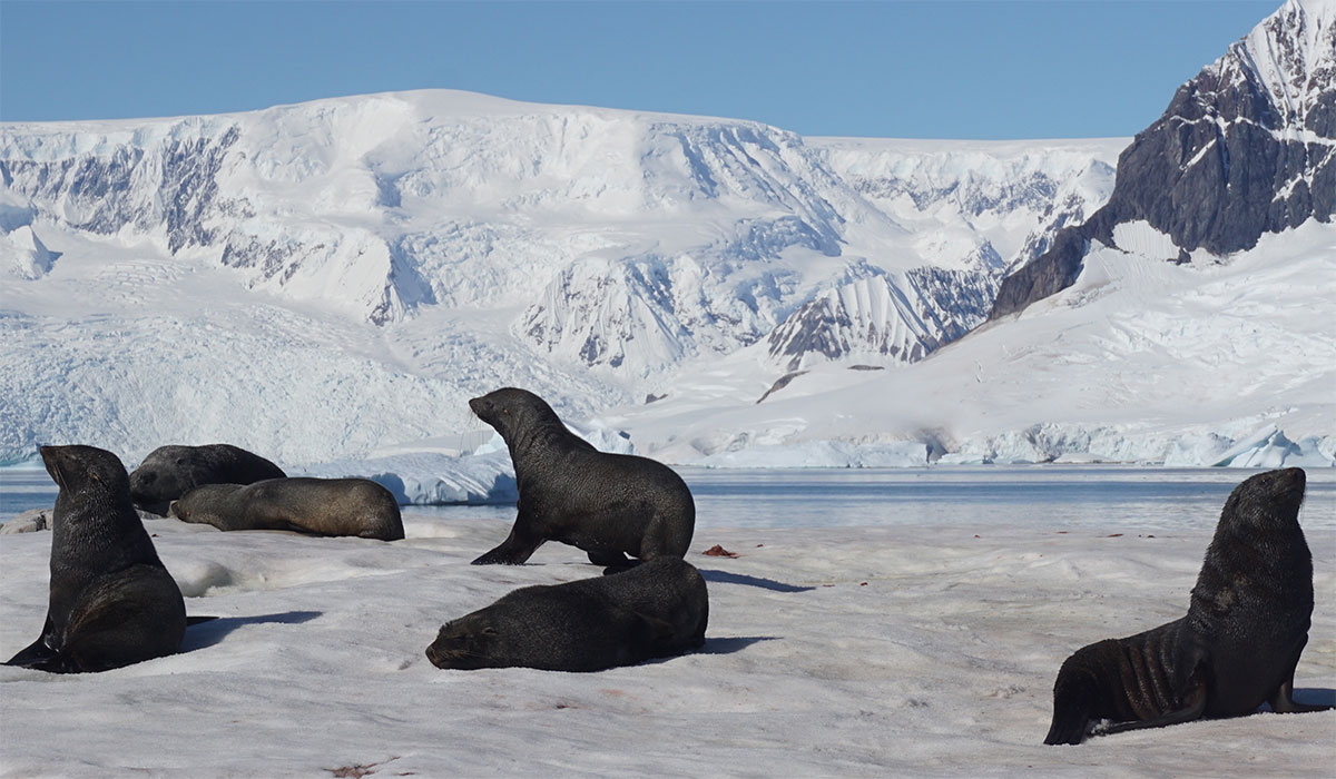 Virginia Tech Alumni Association trip to Antarctica