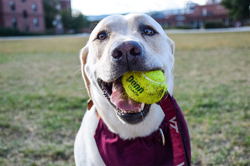 Virginia Tech Corps of Cadets and ambassador Growley