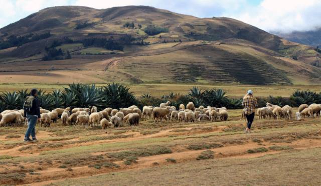 students_and_alpaca