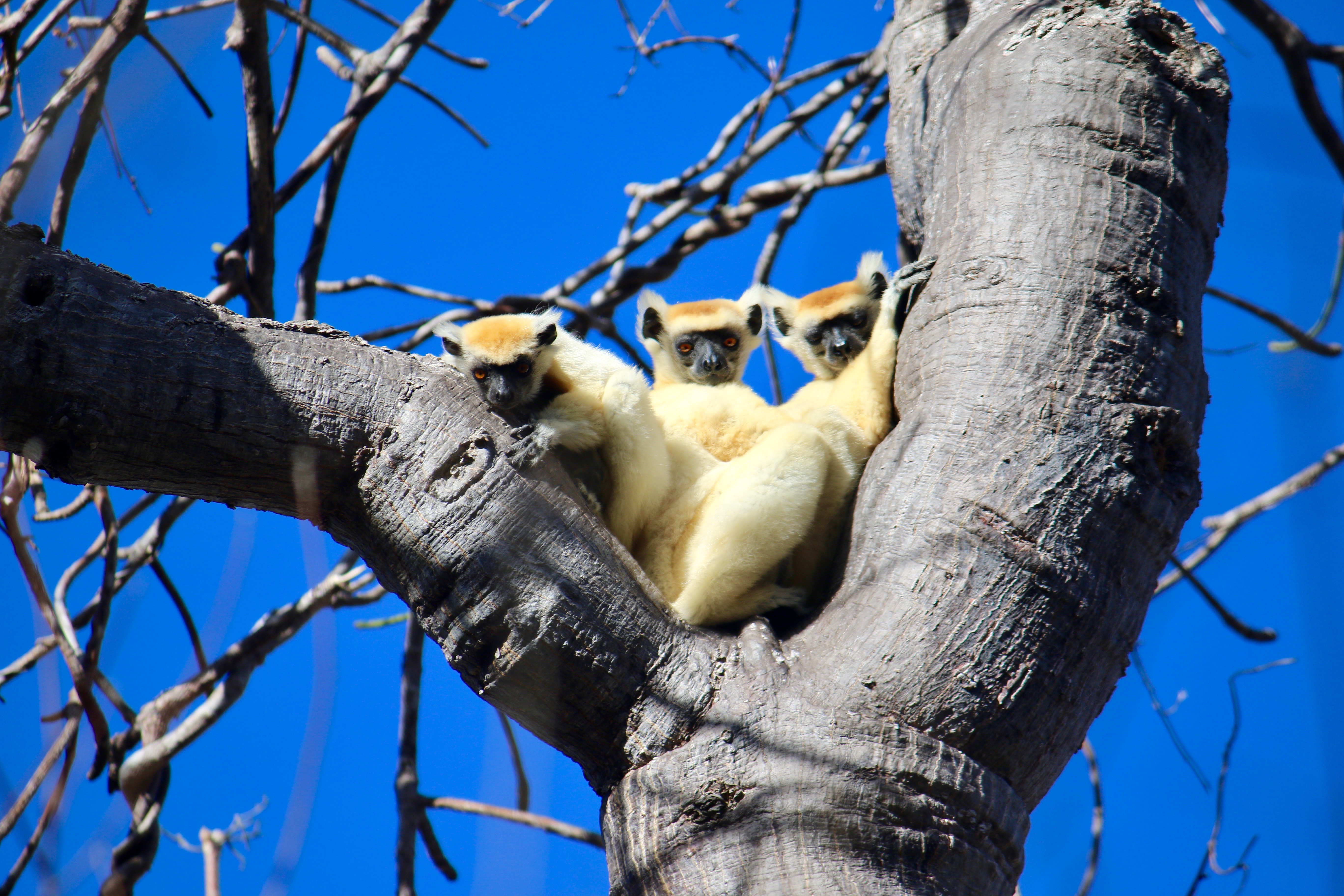 lemurs in a tree