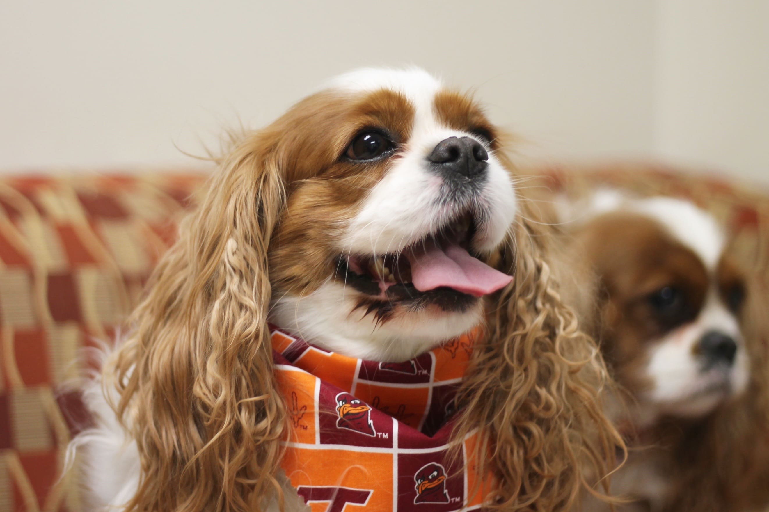 Cavalier King Charles spaniels