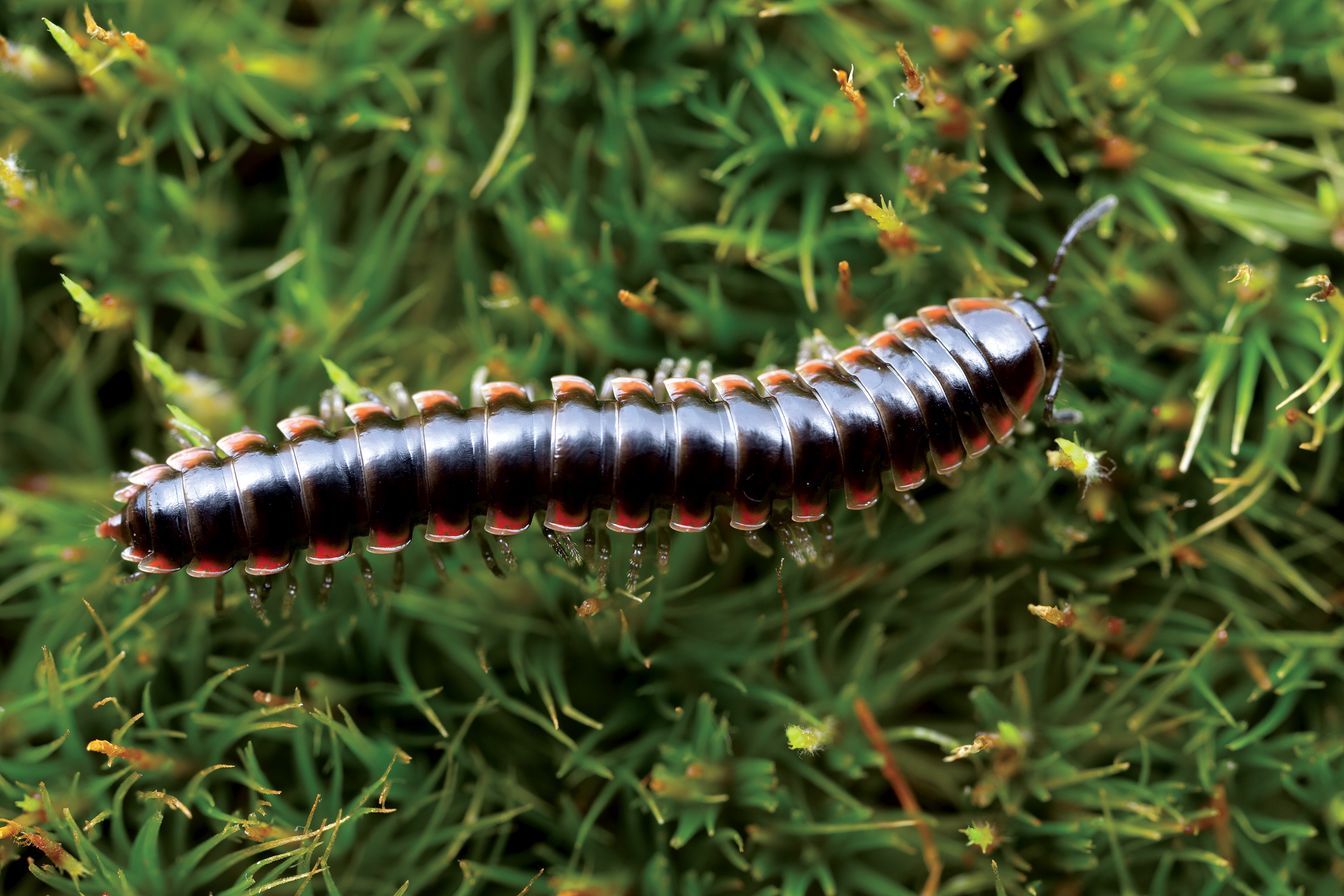 new species of millipede	