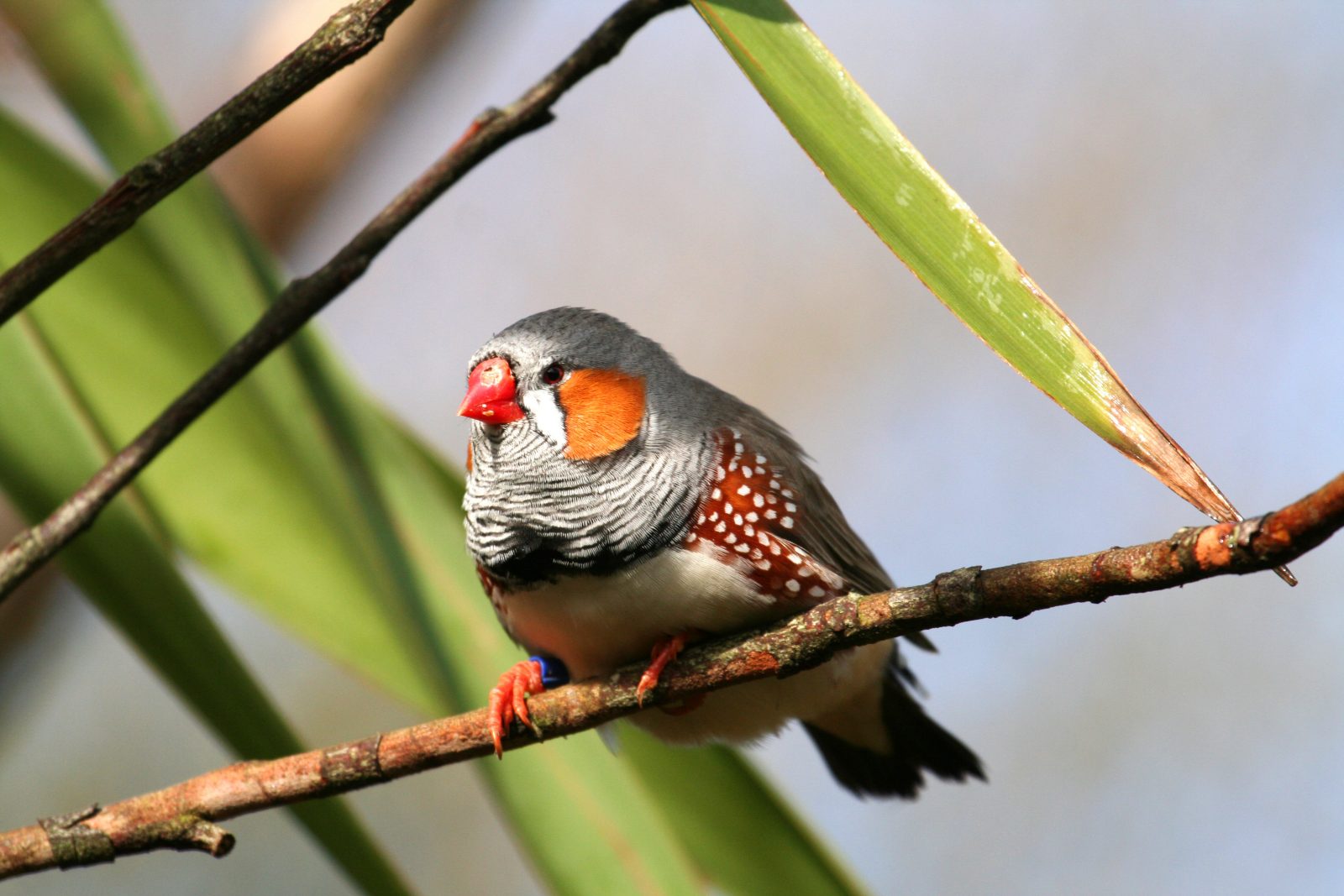 bird on a branch