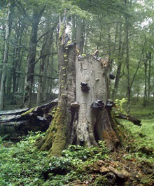 old-growth Iranian beech