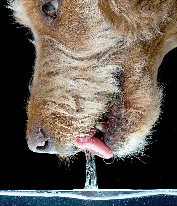 dog drinking water