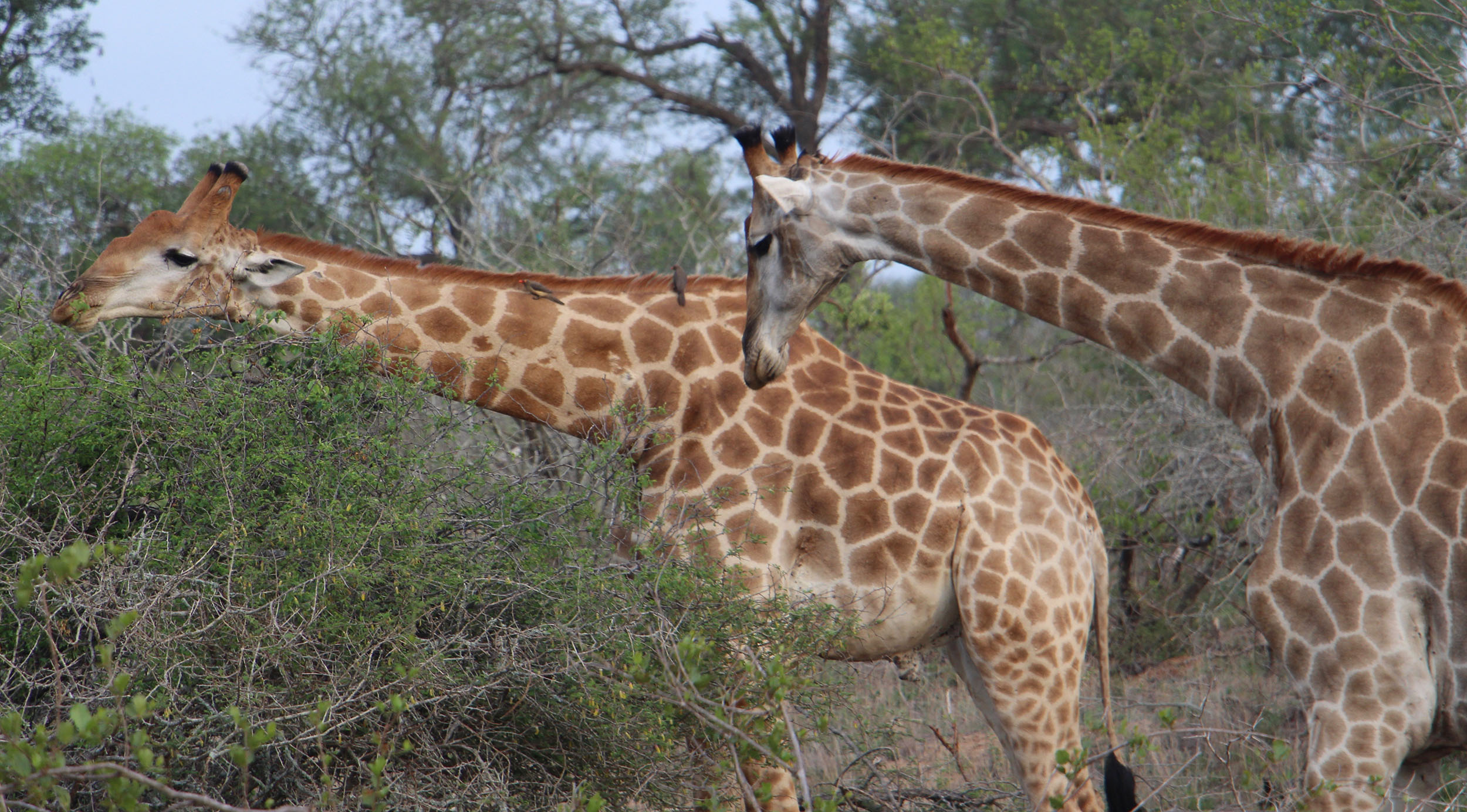 Giraffes are even more surreal in person. And those purple tongues!