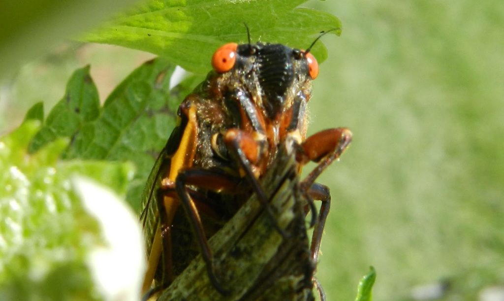 cicada closeup