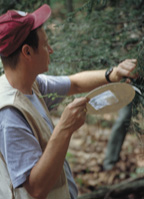 taking samples of the woolly adelgid