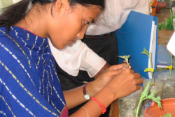 Saving the eggplant crop in Bangladesh