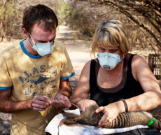 Kathleen Alexander, associate professor of wildlife in the College of Natural Resources and Environment, discovered a novel tuberculosis species in the Mycobacterium tuberculosis complex, pathogens that have adapted by using mammals as hosts.