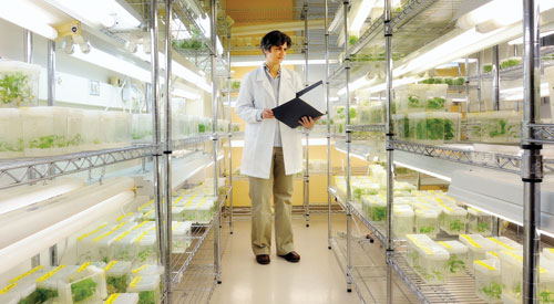 Associate Professor Amy Brunner's research, which aims to develop viable biofuels, quietly progresses in this Latham Hall growth chamber.