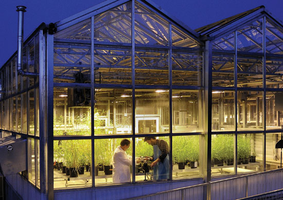 Framed by ongoing switchgrass research, Professor of Biological Sciences Erik Nilsen (left) and graduate student Jackson Mitchell work in the Biological Sciences-Virginia Bioinformatics Institute Plant Growth Facility.