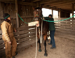 Equine Field Service program