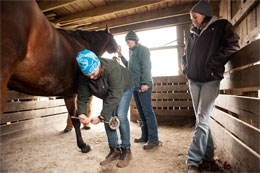 Equine Field Service program