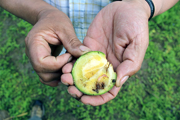 pests in Ecuador